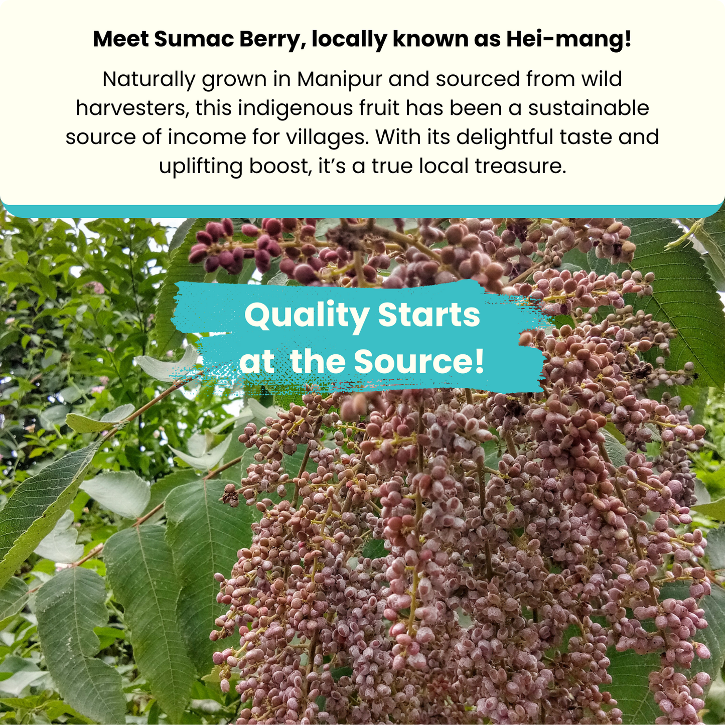 Best Fruit Teas Bundle