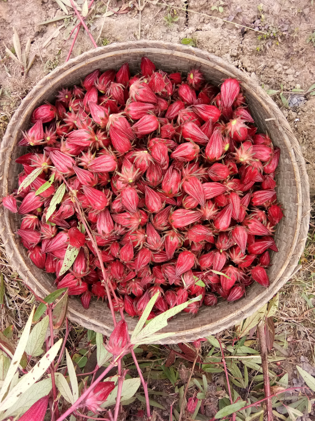 When you think of hibiscus tea, what pops into your mind?