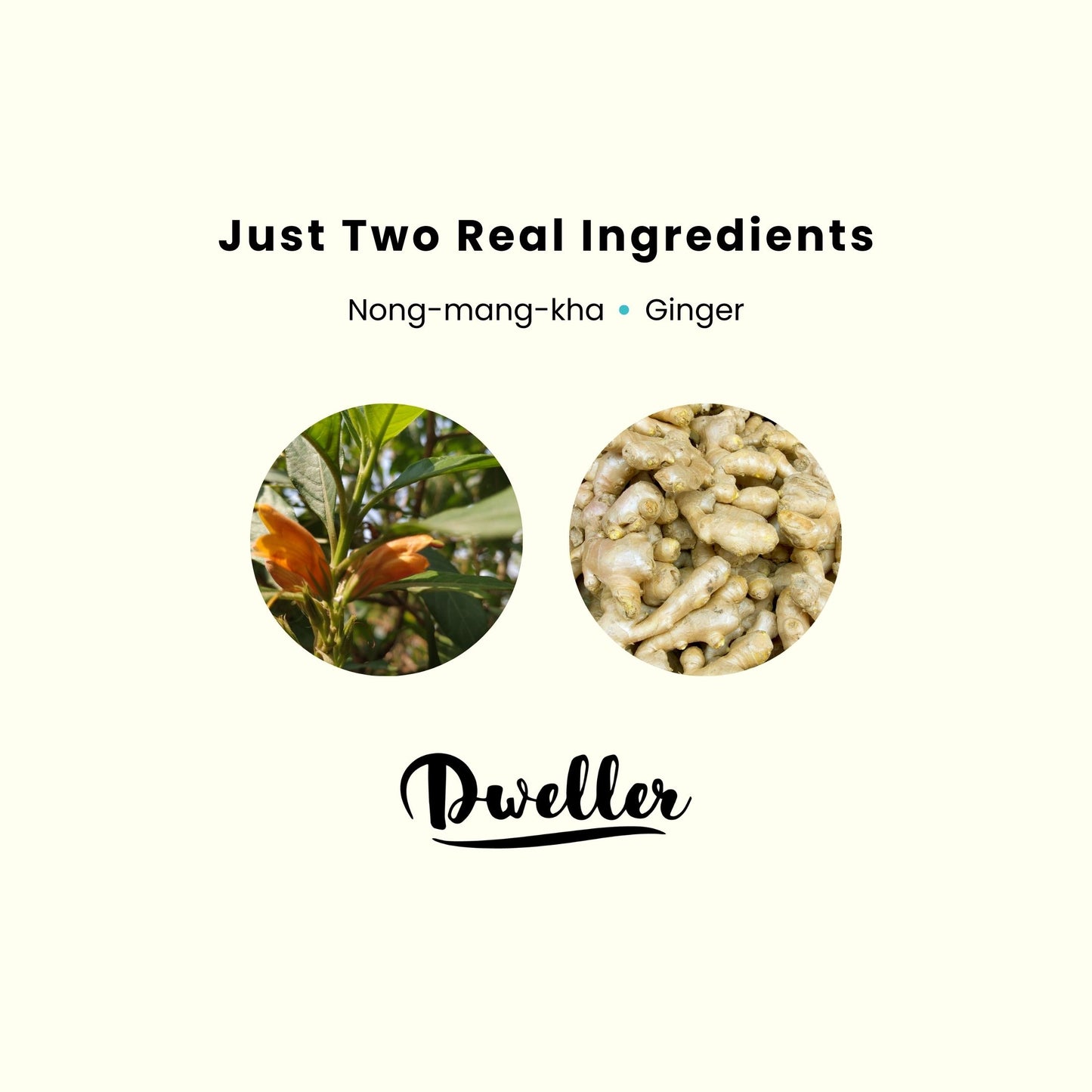 Nong-mang-kha Ginger