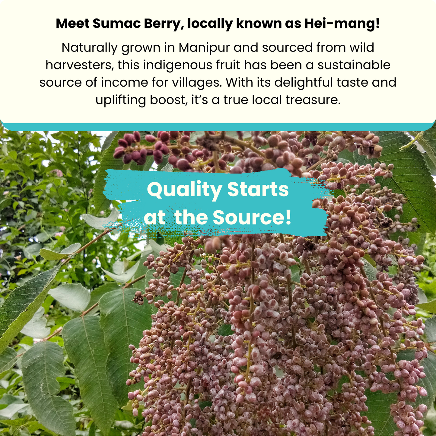 Sumac Berry